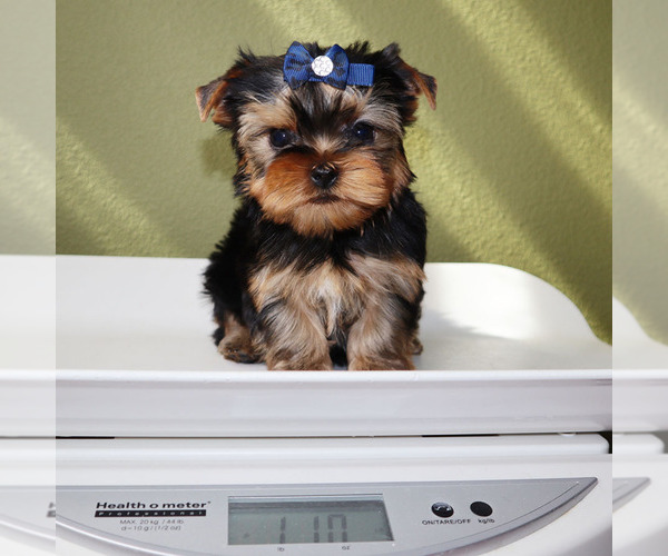 Medium Photo #5 Yorkshire Terrier Puppy For Sale in LOS ANGELES, CA, USA