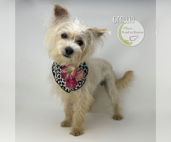 Medium Photo #2 Maltese-Unknown Mix Puppy For Sale in Benton, LA, USA