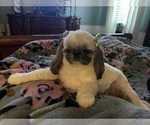 Image preview for Ad Listing. Nickname: Chloe