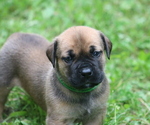 Small #2 Boerboel