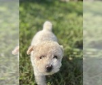 Small Photo #69 Bichpoo Puppy For Sale in NORTH PORT, FL, USA