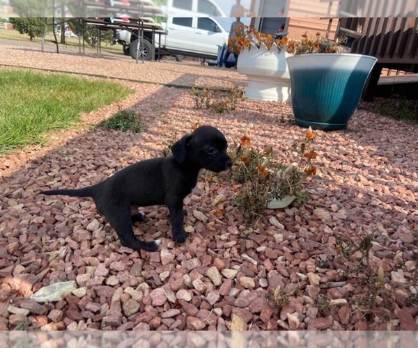 Medium Photo #6 Wapoo Puppy For Sale in COLORADO SPGS, CO, USA