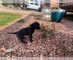 Small Photo #6 Wapoo Puppy For Sale in COLORADO SPGS, CO, USA