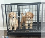 Small #5 Goldendoodle