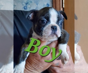 Boston Terrier Puppy for sale in FORSYTH, GA, USA