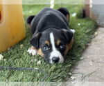 Small #7 Mutt