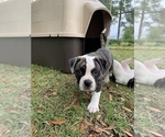 Small Photo #24 American Bulldog Puppy For Sale in WALTERBORO, SC, USA