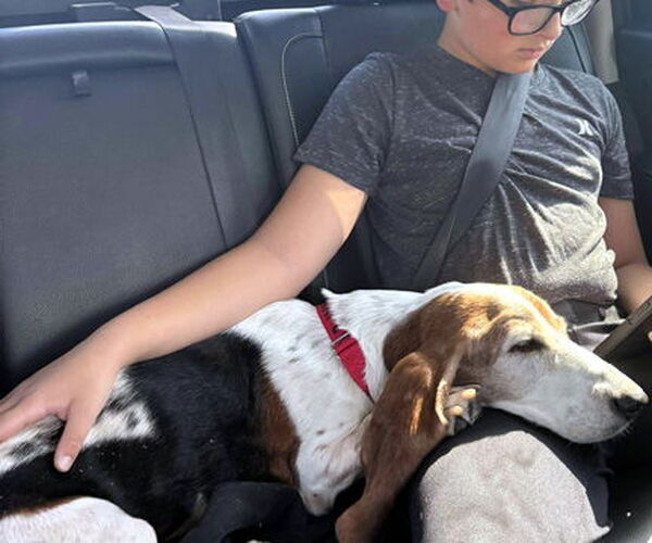Medium Photo #5 Basset Hound Puppy For Sale in Deepwater, NJ, USA