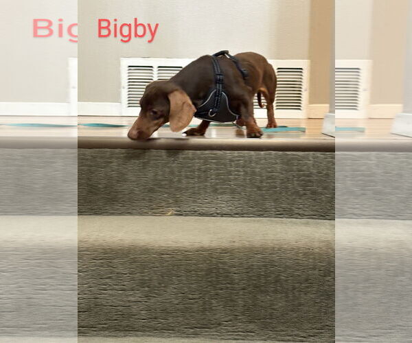 Medium Photo #3 Dachshund Puppy For Sale in Sioux Falls, SD, USA