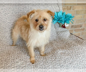 Benji in RI - Male Mutt Dog for Adoption - Photo #20