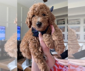 Goldendoodle (Miniature) Puppy for sale in FRUIT HEIGHTS, UT, USA