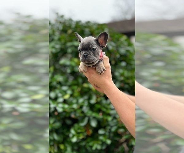 Medium Photo #8 French Bulldog Puppy For Sale in ERIAL, NJ, USA
