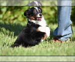 Small #4 Miniature Australian Shepherd