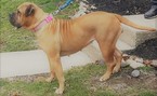 Small Photo #1 Bullmastiff Puppy For Sale in ROYERSFORD, PA, USA