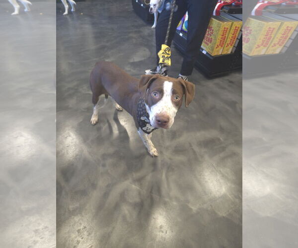 Medium Photo #9 American Pit Bull Terrier-Unknown Mix Puppy For Sale in Minneapolis, MN, USA