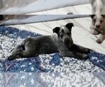 Small #2 Texas Heeler