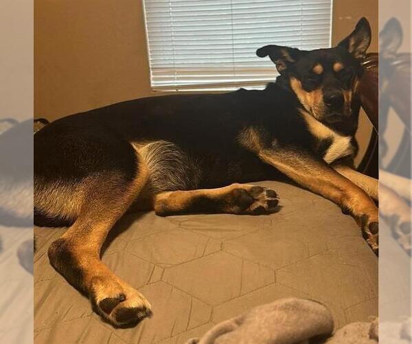 Medium Photo #1 Rottweiler-Unknown Mix Puppy For Sale in San Antonio, TX, USA