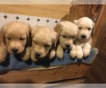 Small Photo #7 Golden Retriever Puppy For Sale in CANBY, OR, USA