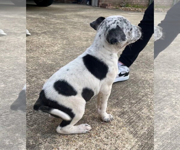 Medium Photo #2 Pointer-Unknown Mix Puppy For Sale in Mobile, AL, USA