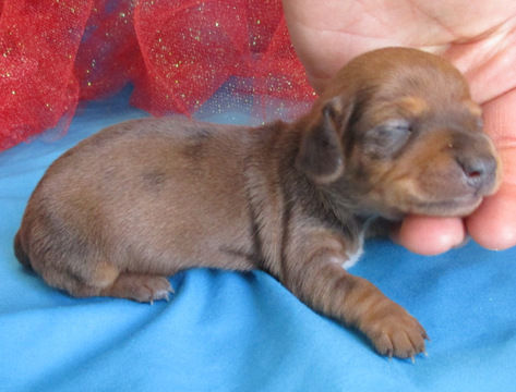 Medium Photo #7 Dachshund Puppy For Sale in FOYIL, OK, USA
