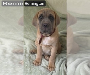 Cane Corso Puppy for sale in MINERAL WELLS, WV, USA