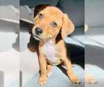 Small #6 Mutt