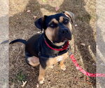 Small Photo #22 Mutt Puppy For Sale in Canton, CT, USA
