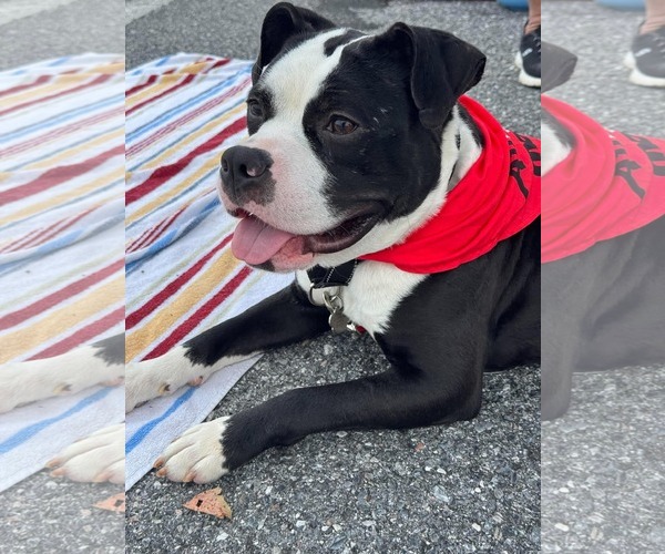 Medium Photo #3 Mutt Puppy For Sale in Rockville, MD, USA
