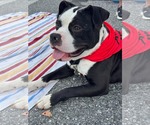 Small Photo #3 Mutt Puppy For Sale in Rockville, MD, USA
