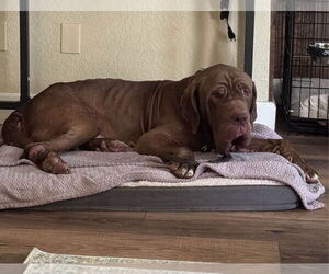 Guido - Male Neapolitan Mastiff Dog for Adoption - Photo #3