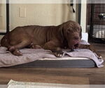 Small #2 Neapolitan Mastiff