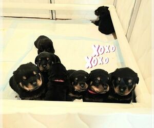 Rottweiler Puppy for Sale in SUGARLOAF, Pennsylvania USA