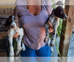 German Shorthaired Pointer Puppy for sale in MILTON, FL, USA