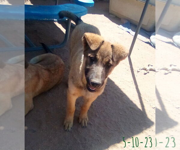 Medium Photo #10 German Shepherd Dog-Unknown Mix Puppy For Sale in Apple Valley, CA, USA