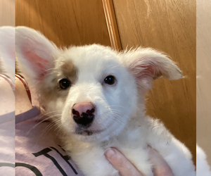 Australian Shepherd-Border-Aussie Mix Puppy for sale in DAVENPORT, FL, USA