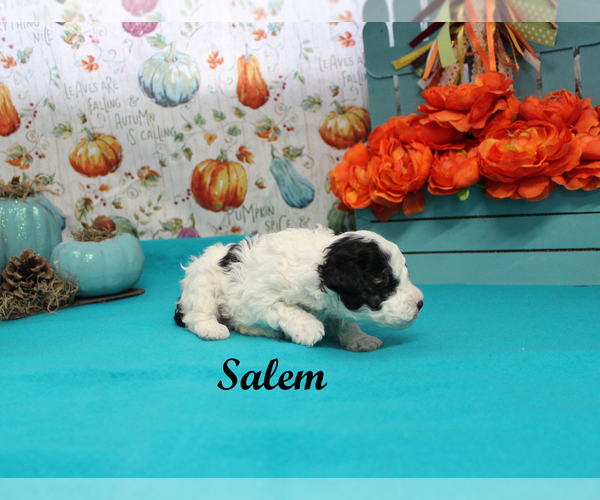 Medium Photo #4 Poodle (Toy) Puppy For Sale in CHANUTE, KS, USA