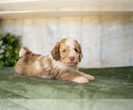 Puppy Addie Miniature Labradoodle