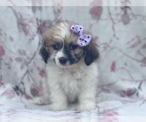Zuchon Puppy for sale in LAKELAND, FL, USA