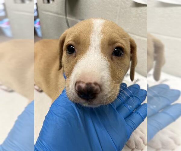 Medium Photo #1 Labrador Retriever-Unknown Mix Puppy For Sale in Chula Vista, CA, USA