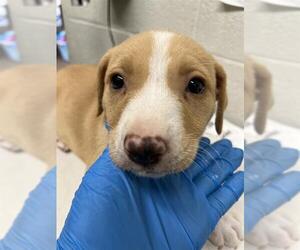 Labrador Retriever-Unknown Mix Dogs for adoption in Chula Vista, CA, USA