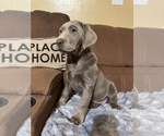 Puppy Chanel Labrador Retriever