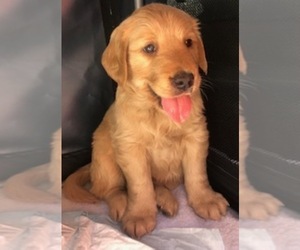 Golden Retriever Puppy for sale in SANTA ANA, CA, USA
