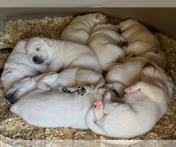 Medium Photo #3 Labrador Retriever Puppy For Sale in ALL HEALING SPRINGS, NC, USA