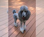 Small #1 Poodle (Standard)