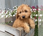 Pumpkin - Female Goldendoodle mix (+ Poodle Miniature) Puppy for Sale - Photo #5