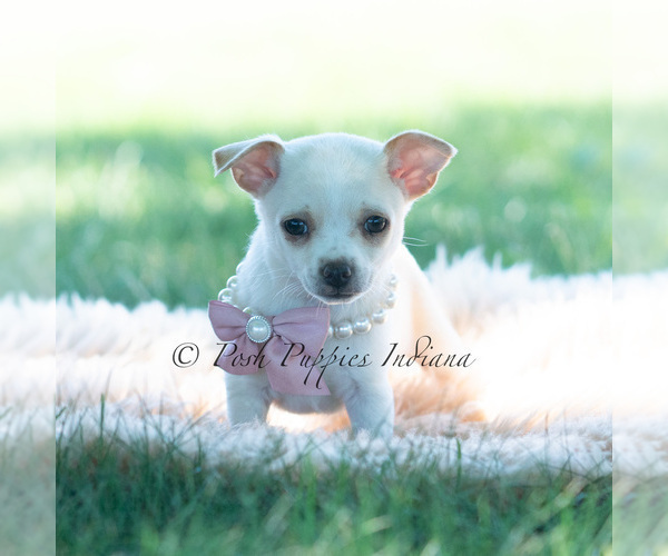 Medium Photo #88 Chihuahua Puppy For Sale in WARSAW, IN, USA