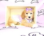 Small Photo #15 Poodle (Miniature) Puppy For Sale in LAS VEGAS, NV, USA