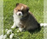 Small #3 Pomeranian