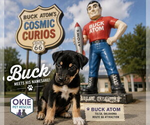 Mutt Dogs for adoption in Claremore, OK, USA