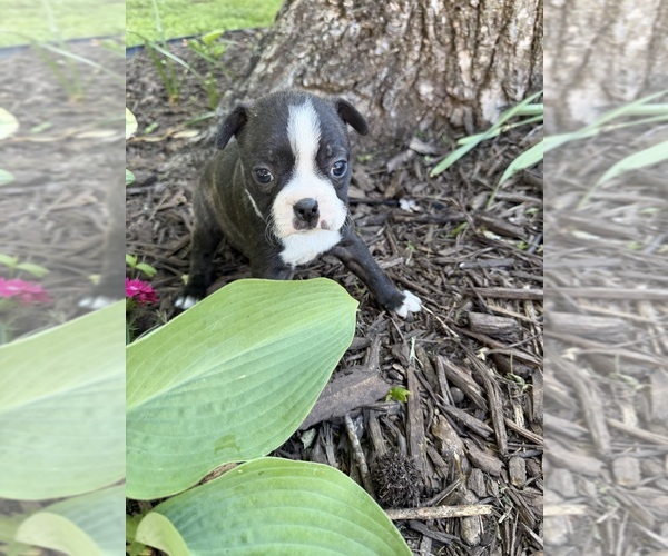 Medium Photo #5 Boston Terrier Puppy For Sale in FREDONIA, KS, USA